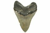 Serrated, Fossil Megalodon Tooth - North Carolina #328843-1